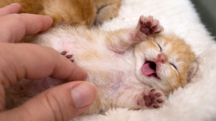 massagekainyu_neko_title ナデナデされる子猫
