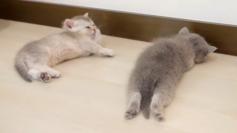 全く動かない子猫