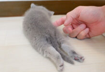 全く動かない子猫