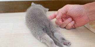 全く動かない子猫