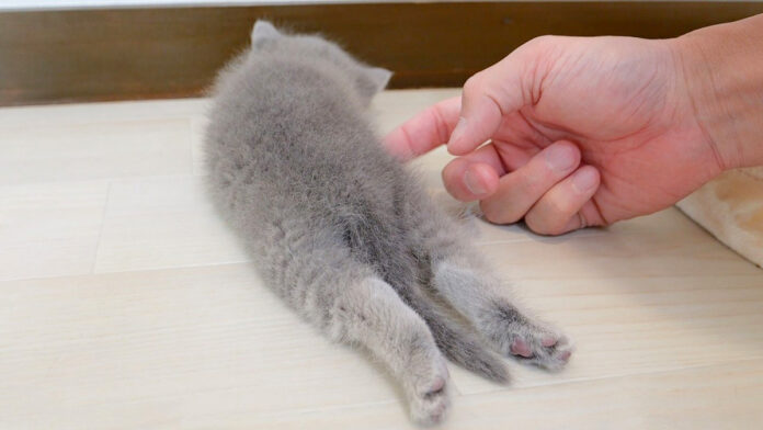 全く動かない子猫