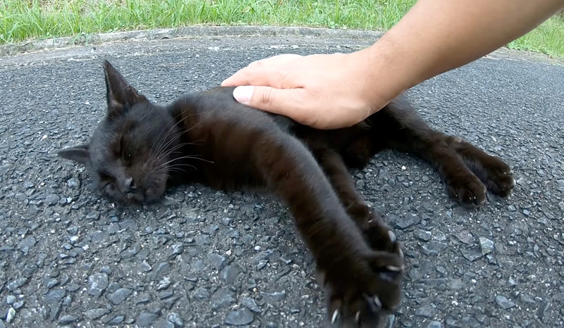 幸せそうにナデナデされる子猫
