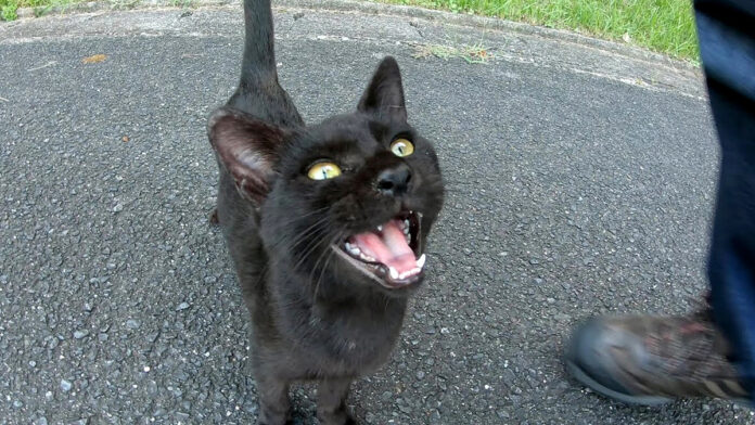 メチャクチャ可愛い声で甘えてきた子猫