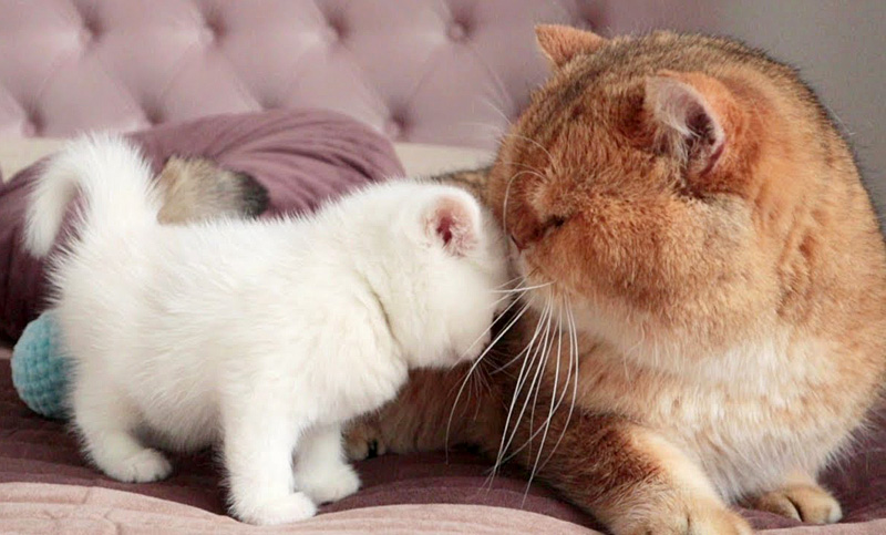 父猫と息子の出会い
