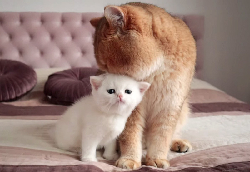 父猫と息子の出会い