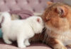 父猫と息子の出会い