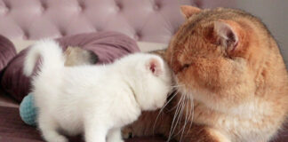 父猫と息子の出会い