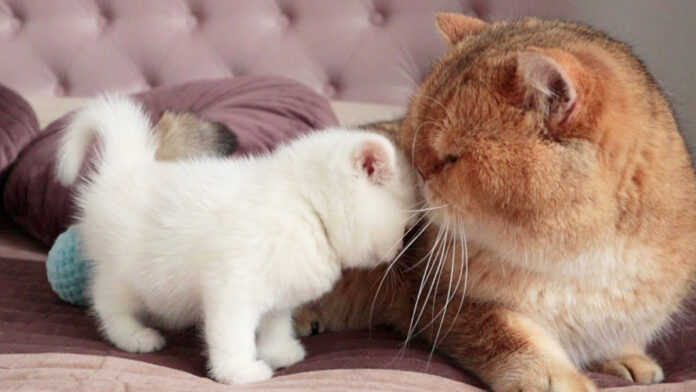 父猫と息子の出会い