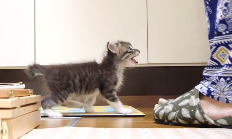 ミルクを要求する子猫