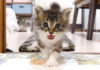 ミルクが飲みたい子猫