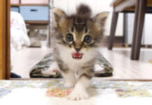 ミルクが飲みたい子猫