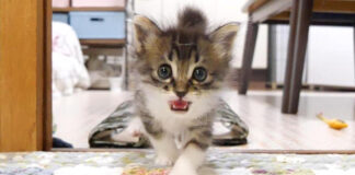 ミルクが飲みたい子猫