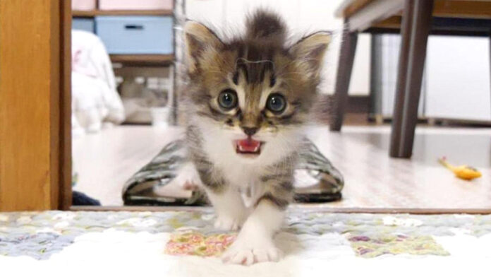 ミルクが飲みたい子猫