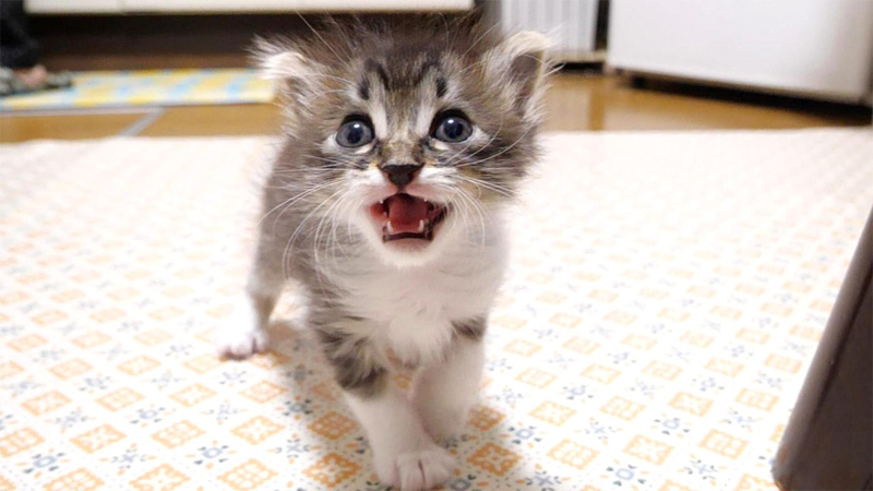 ミルクの匂いに気づいた子猫