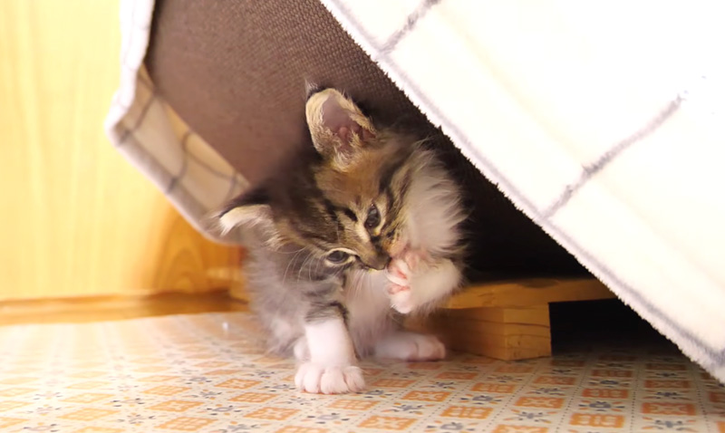 食後のお手入れをする子猫