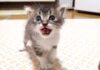 ミルクが待ちきれない子猫