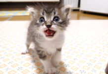 ミルクが待ちきれない子猫