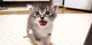 ミルクが待ちきれない子猫