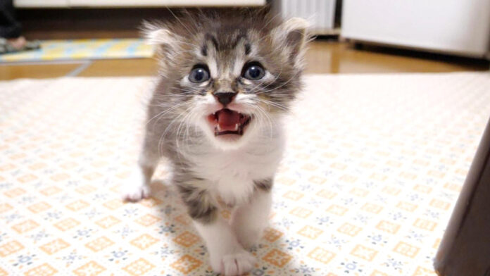 ミルクが待ちきれない子猫