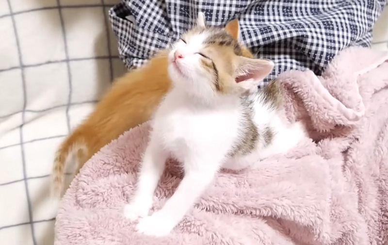 ミルクの余韻を味わう子猫