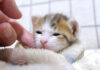 ナデナデされる子猫