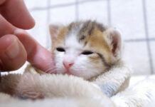 ナデナデされる子猫