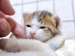 猫島のお散歩中に雨が降ってきたので軒下で雨宿りしていたら… 猫達も