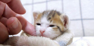 ナデナデされる子猫