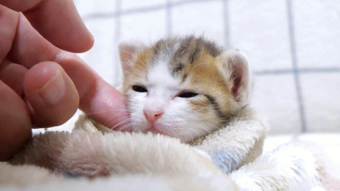 ナデナデされる子猫