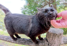 ナデナデされる猫