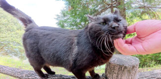 ナデナデされる猫