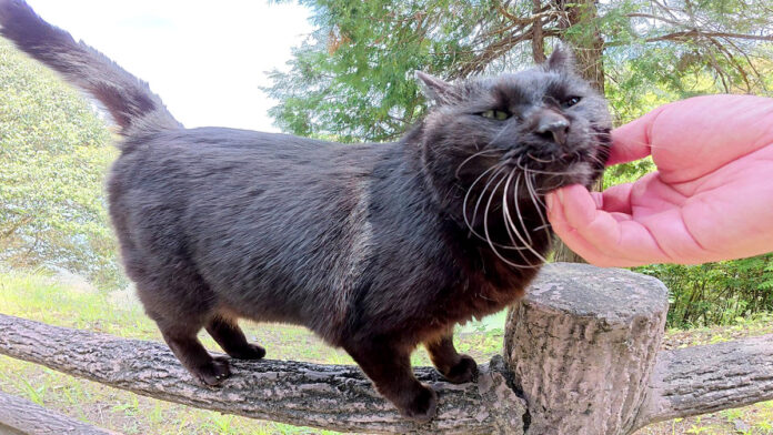 ナデナデされる猫