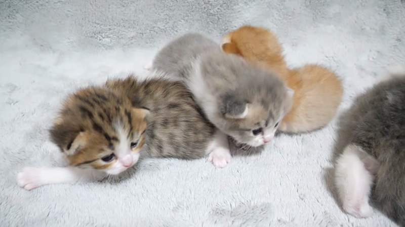 ヨチヨチ子猫達