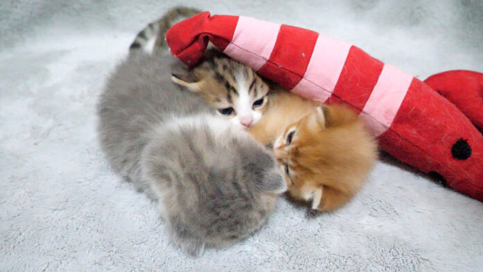 兄弟の間に無理やり入ってくる子猫