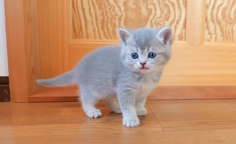 家の中を探索する子猫