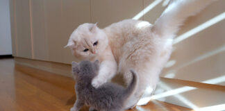 子猫を心配するパパ猫