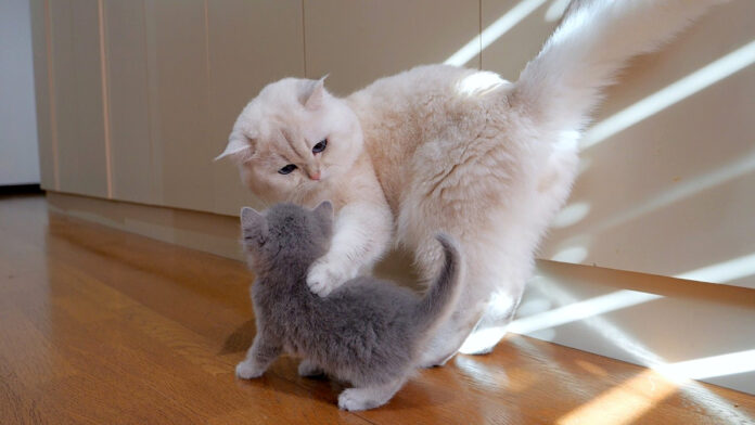 子猫を心配するパパ猫