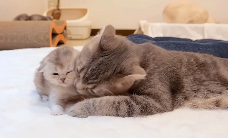 子猫を世話する母猫