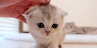 何度も撫でられに来る子猫