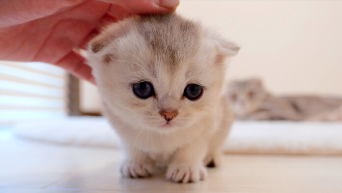 何度も撫でられに来る子猫