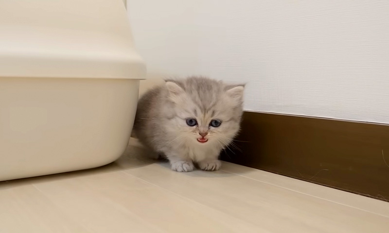 鳴きながら冒険する子猫