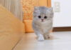 だるまさんが転んだする子猫