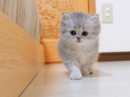 膝の上でお話ししながらじゃれ合う仲良し子猫の三兄弟にホッコリ (*´ω