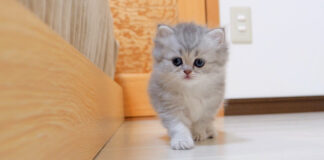 だるまさんが転んだする子猫