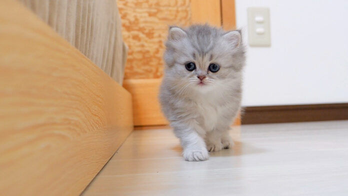 だるまさんが転んだする子猫