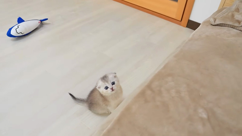 ベッドの下から話しかけてきた子猫