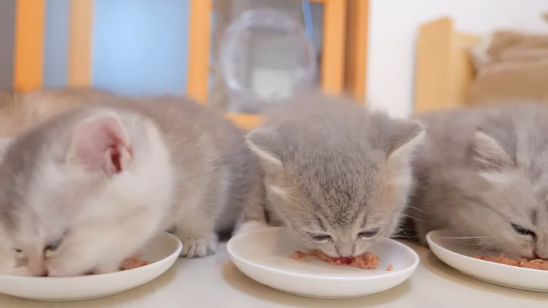 ご飯を勢いよく食べる子猫達