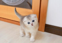 「何か忘れてない?」と子猫が可愛い声で話しかけてきた。無事に願いが叶うと可愛いことに♡ 話しかけてきた子猫