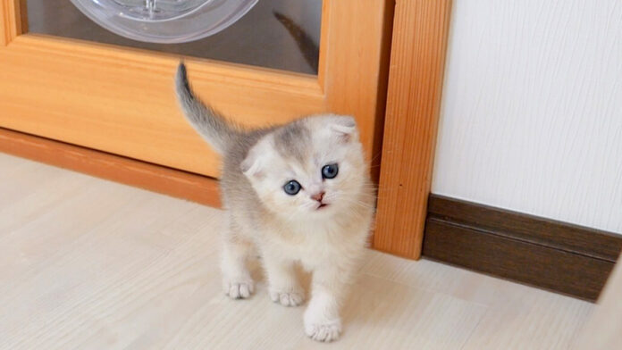 話しかけてきた子猫