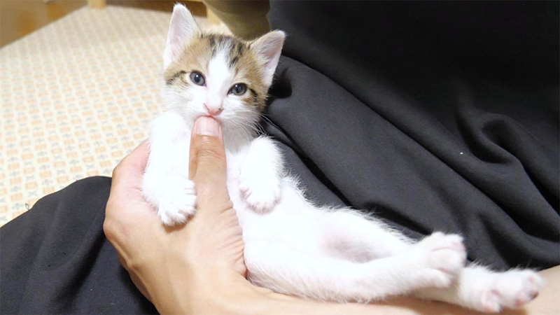 猫アザラシになった子猫